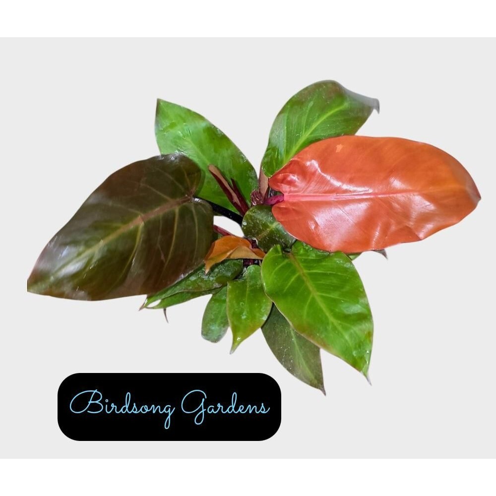Philodendron Sun Red • 4” Pot • Extra Full Plant • Bright Red Orange New Growth
